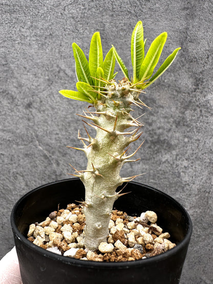 【現品限り】パキポディウム・アンボンゲンセ 実生【C52】 Pachypodium ambongense