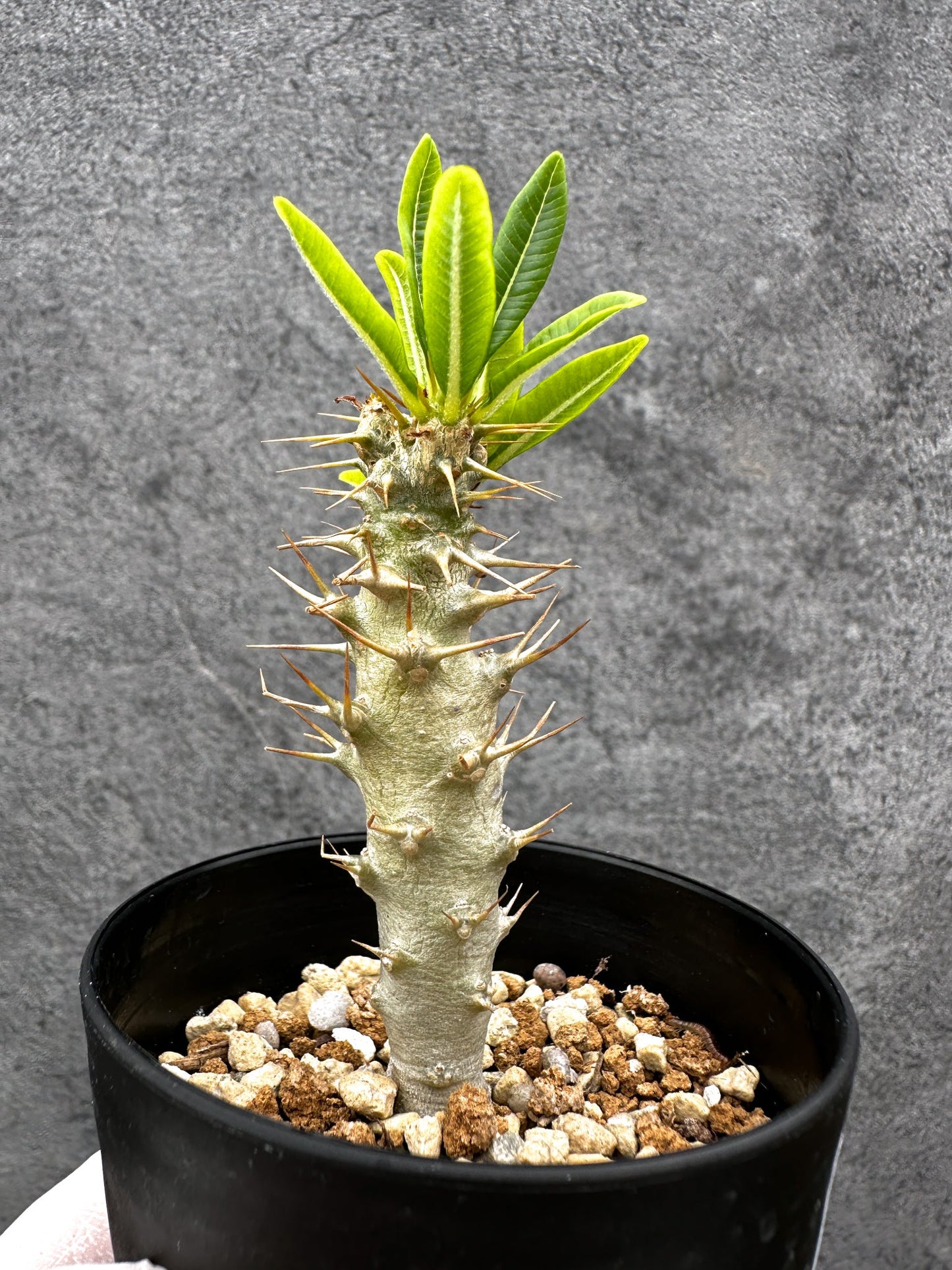 【現品限り】パキポディウム・アンボンゲンセ 実生【C52】 Pachypodium ambongense