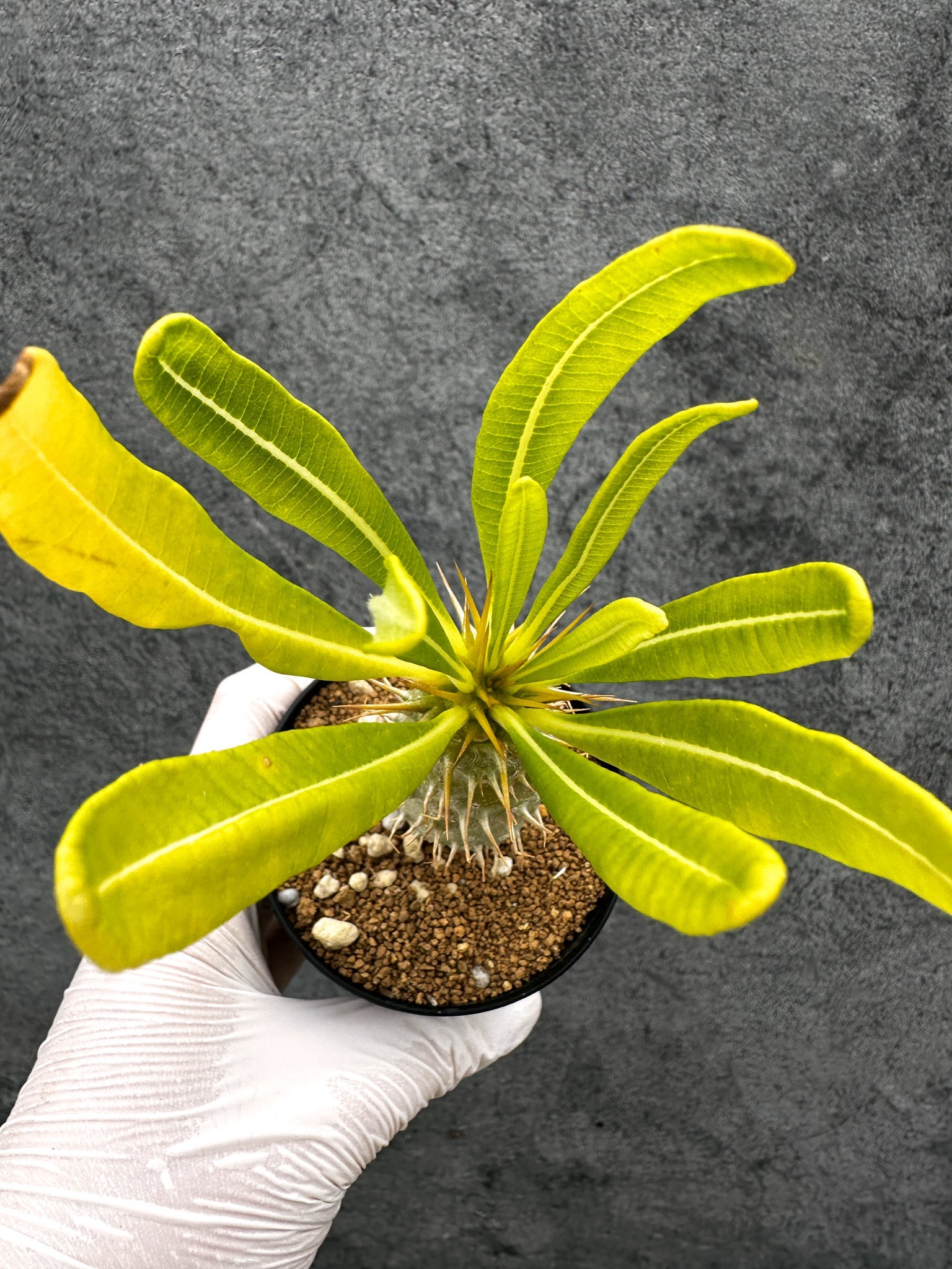パキポディウム・アンボンゲンセ 実生【C53】 Pachypodium ambongense