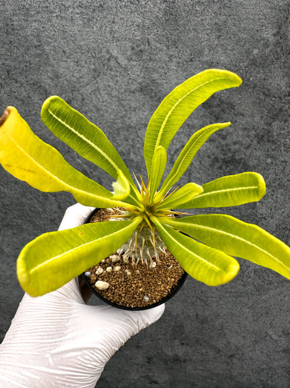 【現品限り】パキポディウム・アンボンゲンセ 実生【C53】 Pachypodium ambongense