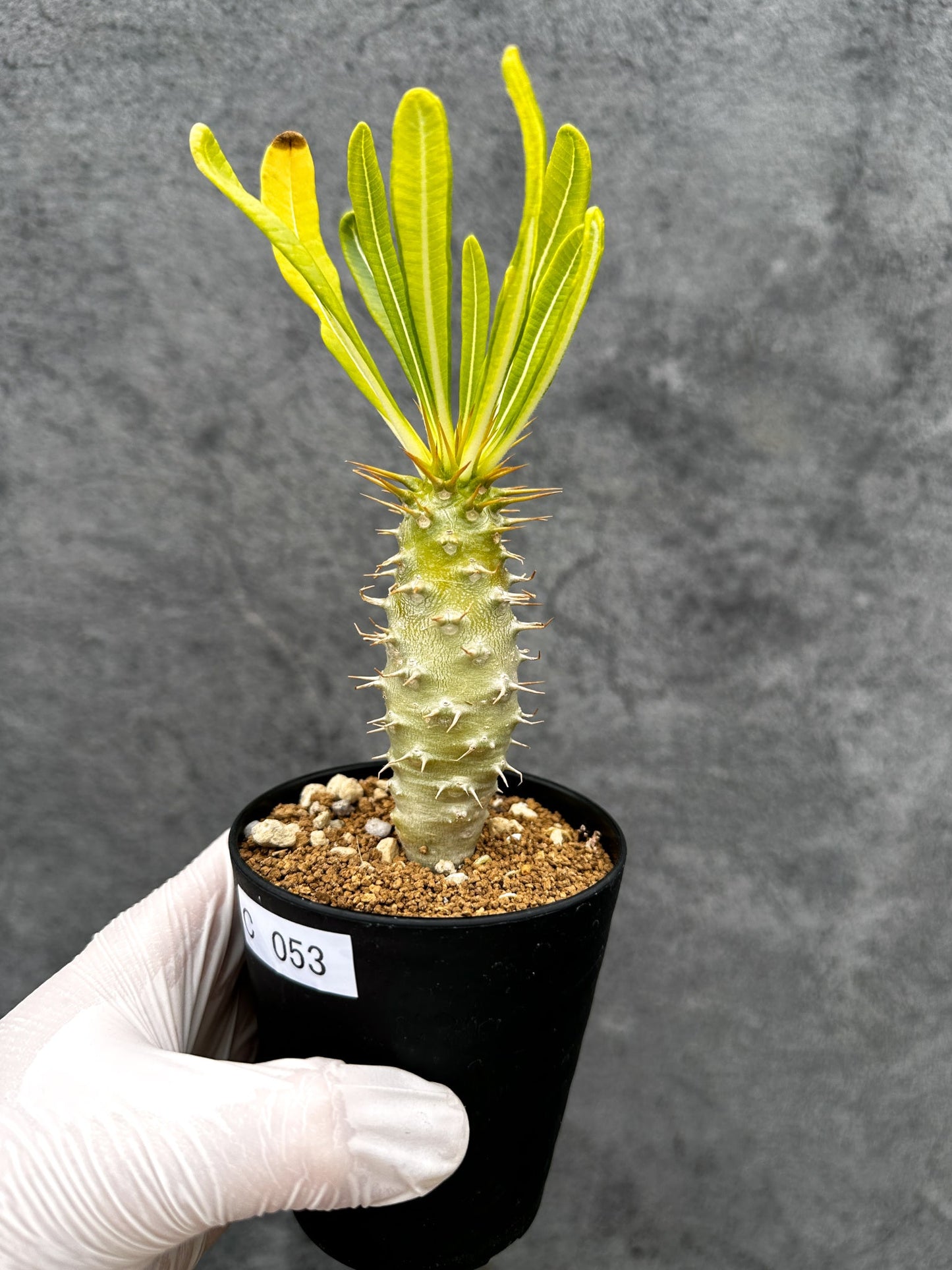 【現品限り】パキポディウム・アンボンゲンセ 実生【C53】 Pachypodium ambongense