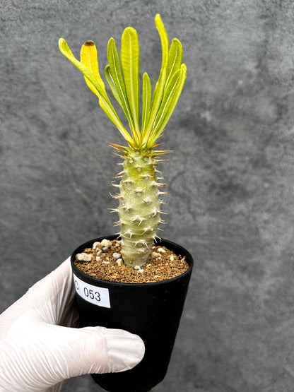 【現品限り】パキポディウム・アンボンゲンセ 実生【C53】 Pachypodium ambongense