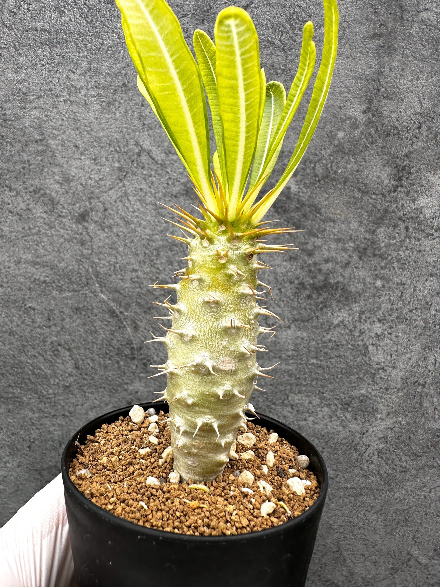 【現品限り】パキポディウム・アンボンゲンセ 実生【C53】 Pachypodium ambongense