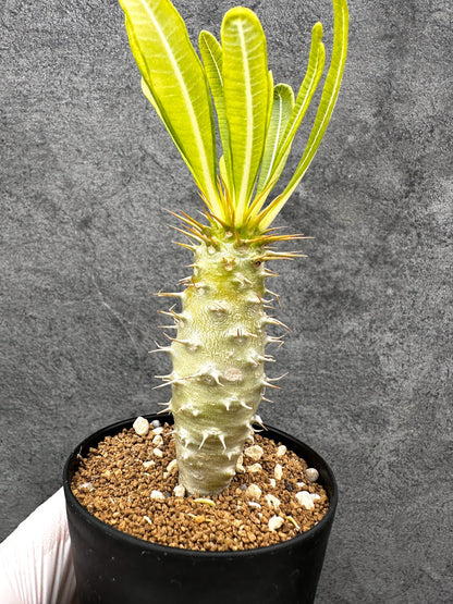 【現品限り】パキポディウム・アンボンゲンセ 実生【C53】 Pachypodium ambongense