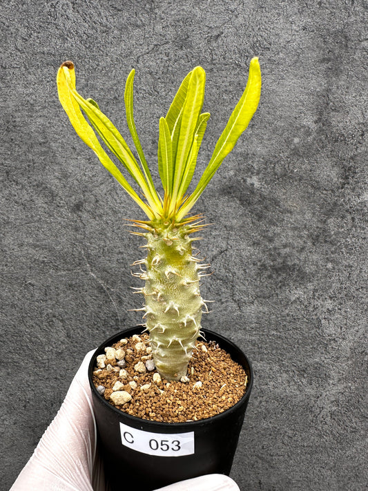 【現品限り】パキポディウム・アンボンゲンセ 実生【C53】 Pachypodium ambongense