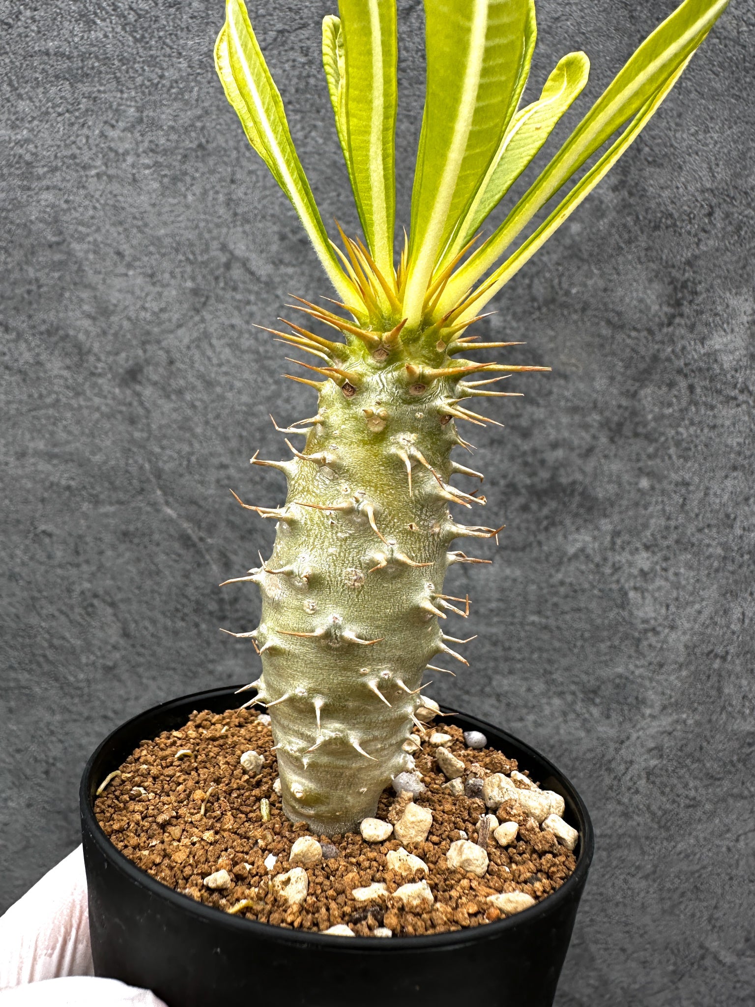 パキポディウム・アンボンゲンセ 実生【C53】 Pachypodium ambongense