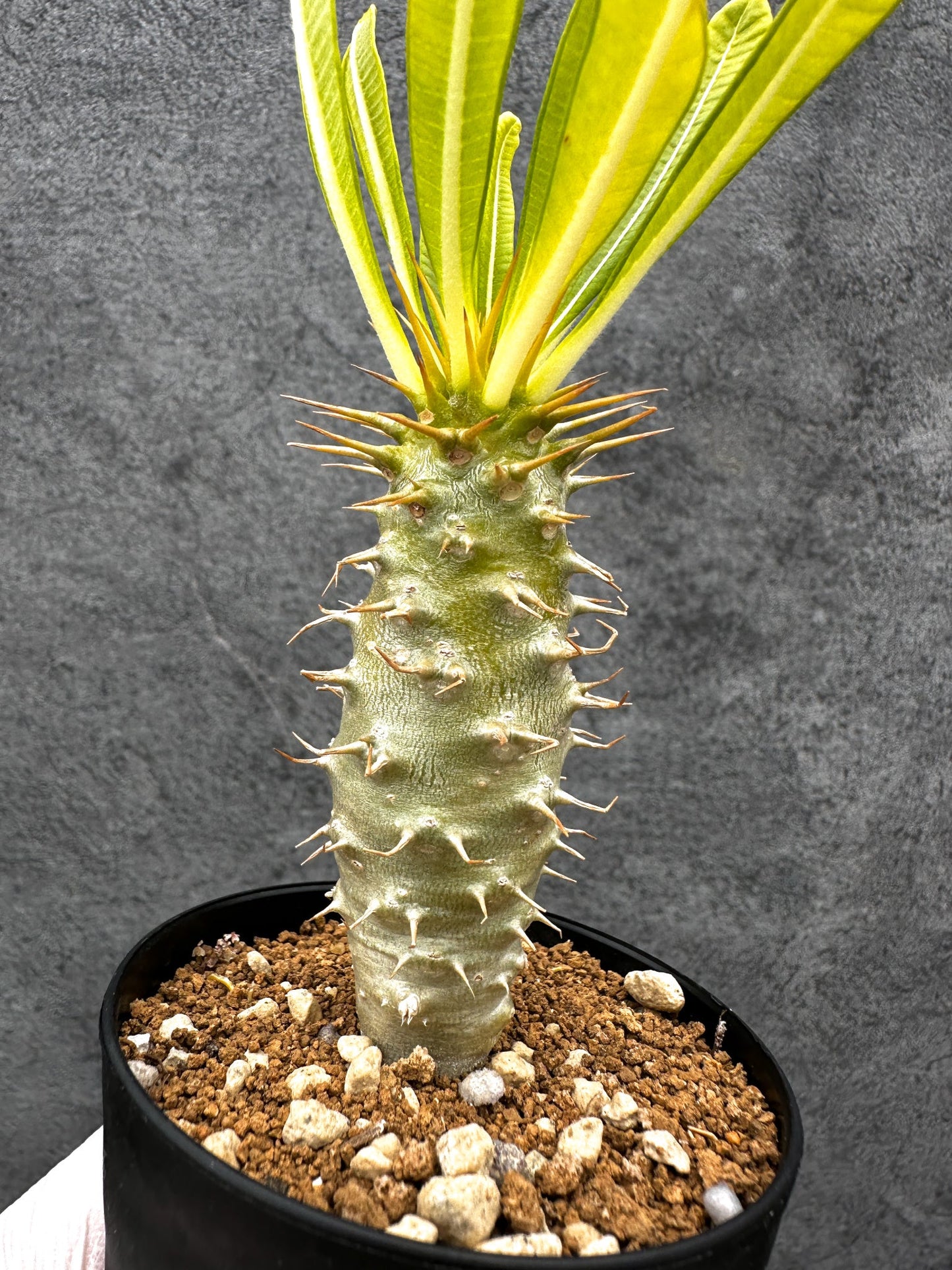【現品限り】パキポディウム・アンボンゲンセ 実生【C53】 Pachypodium ambongense