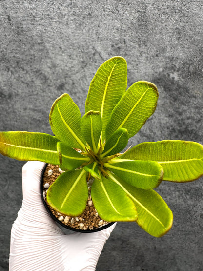 【現品限り】パキポディウム・アンボンゲンセ 実生【C54】 Pachypodium ambongense