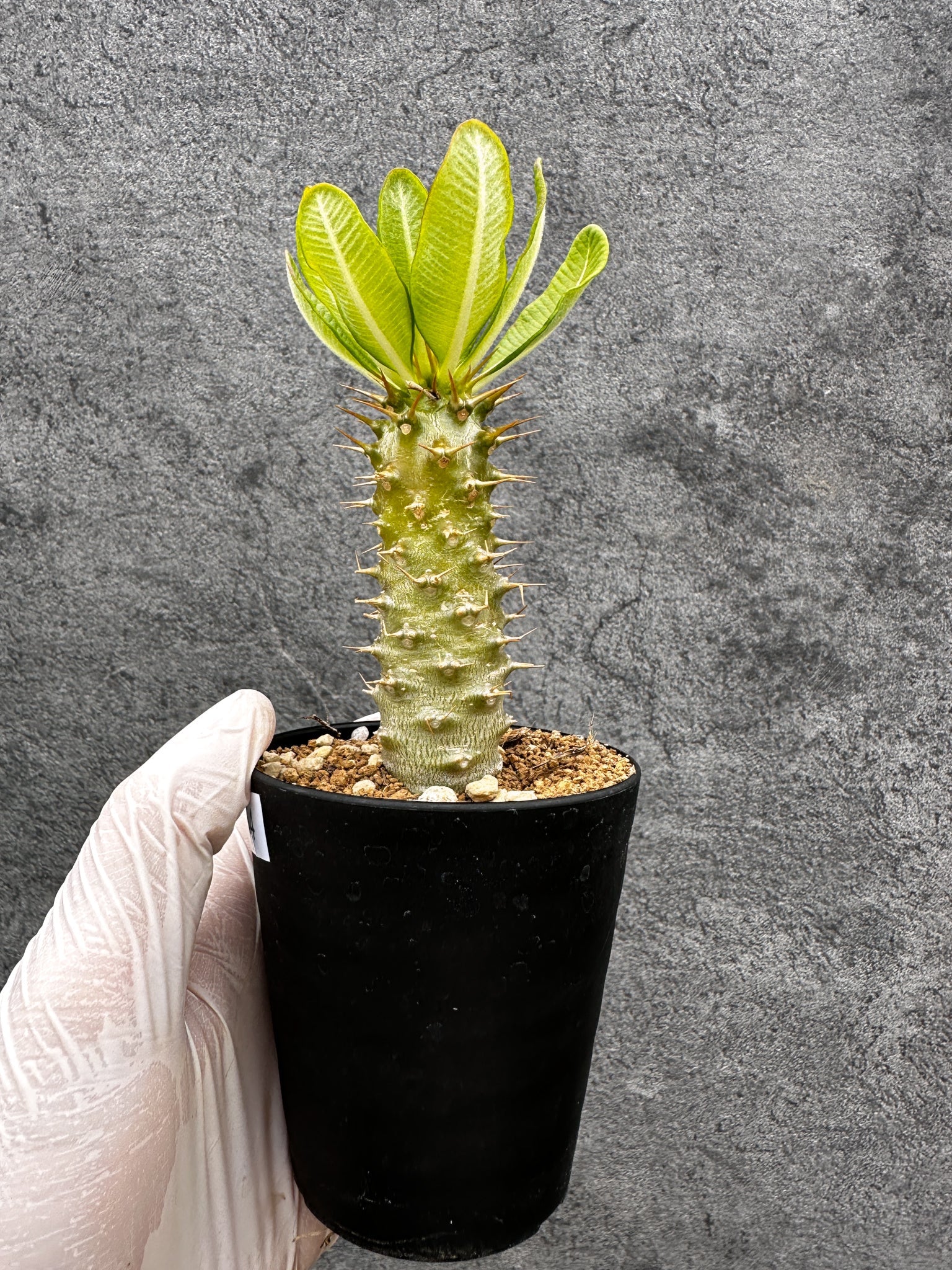 パキポディウム・アンボンゲンセ 実生【C54】 Pachypodium ambongense