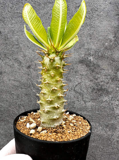 【現品限り】パキポディウム・アンボンゲンセ 実生【C54】 Pachypodium ambongense