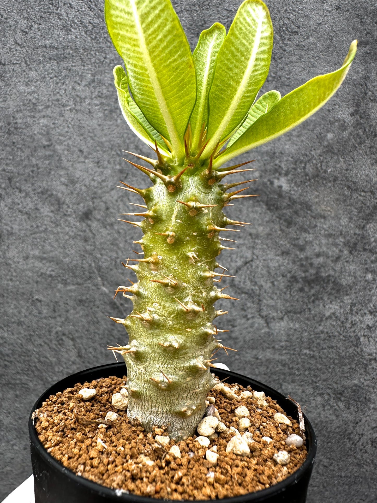 【現品限り】パキポディウム・アンボンゲンセ 実生【C54】 Pachypodium ambongense