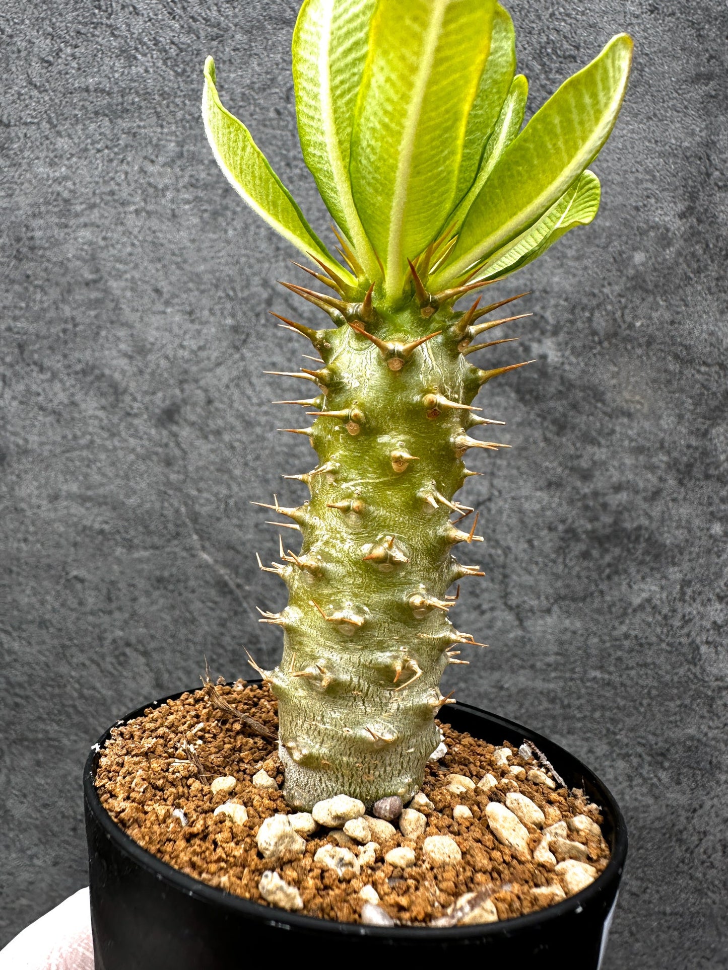 【現品限り】パキポディウム・アンボンゲンセ 実生【C54】 Pachypodium ambongense