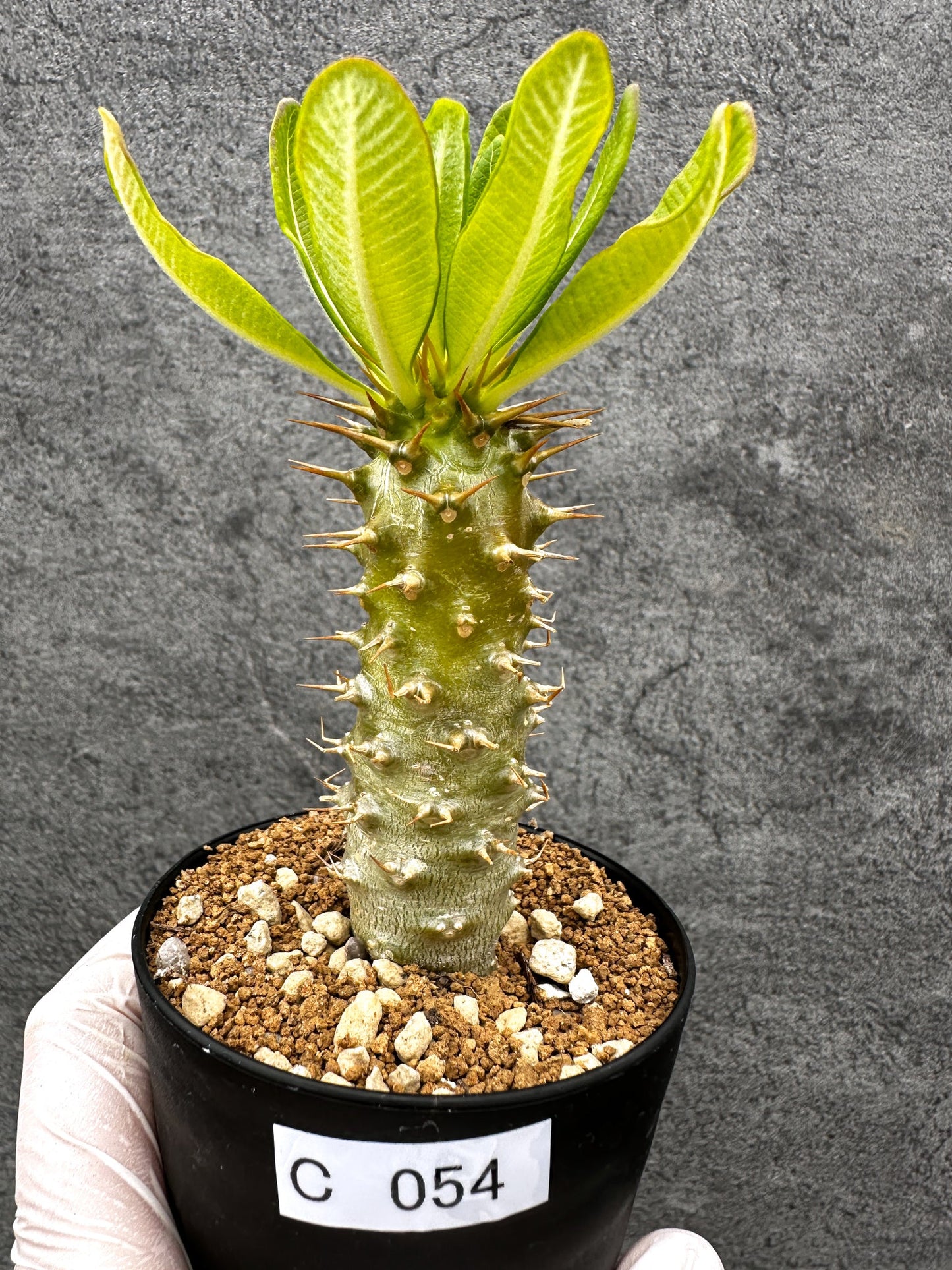 【現品限り】パキポディウム・アンボンゲンセ 実生【C54】 Pachypodium ambongense