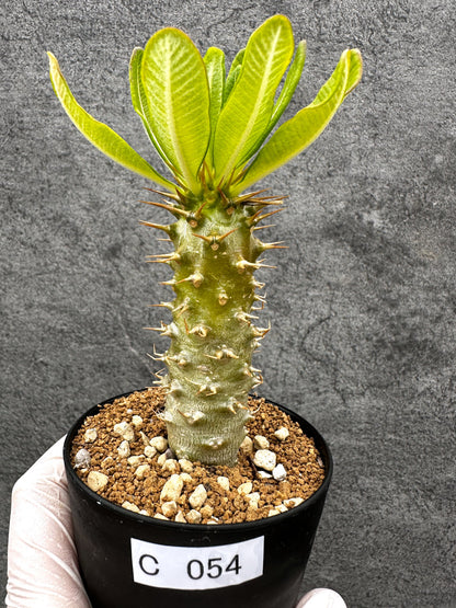 【現品限り】パキポディウム・アンボンゲンセ 実生【C54】 Pachypodium ambongense