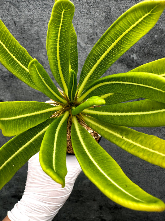 【現品限り】パキポディウム・アンボンゲンセ 実生【C55】 Pachypodium ambongense