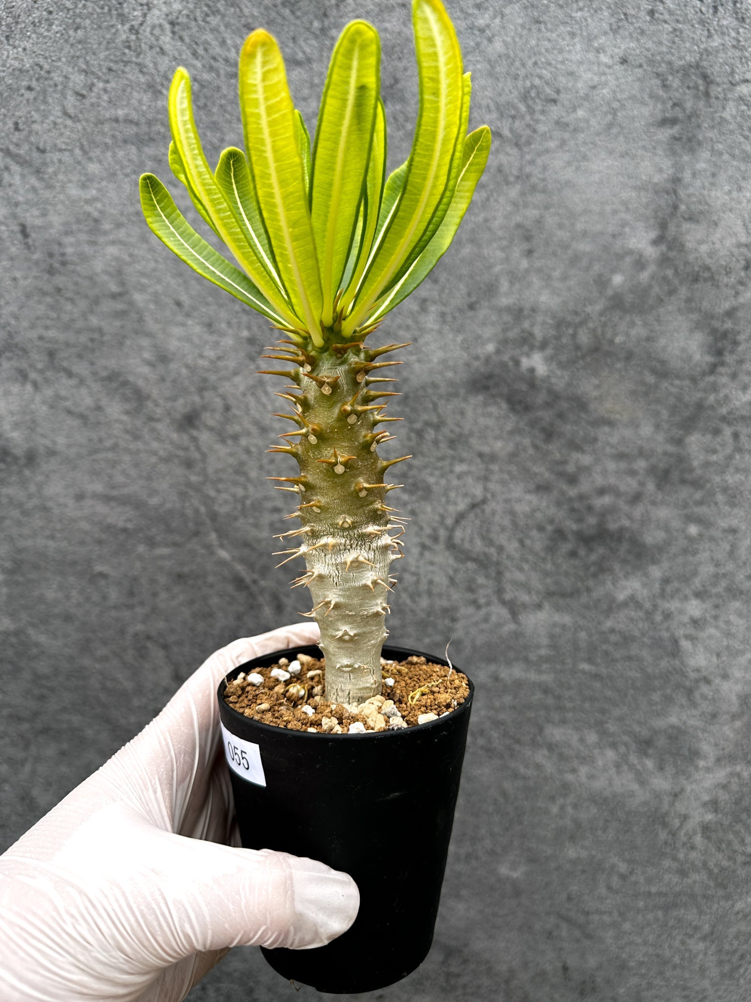 パキポディウム・アンボンゲンセ 実生【C55】 Pachypodium ambongense