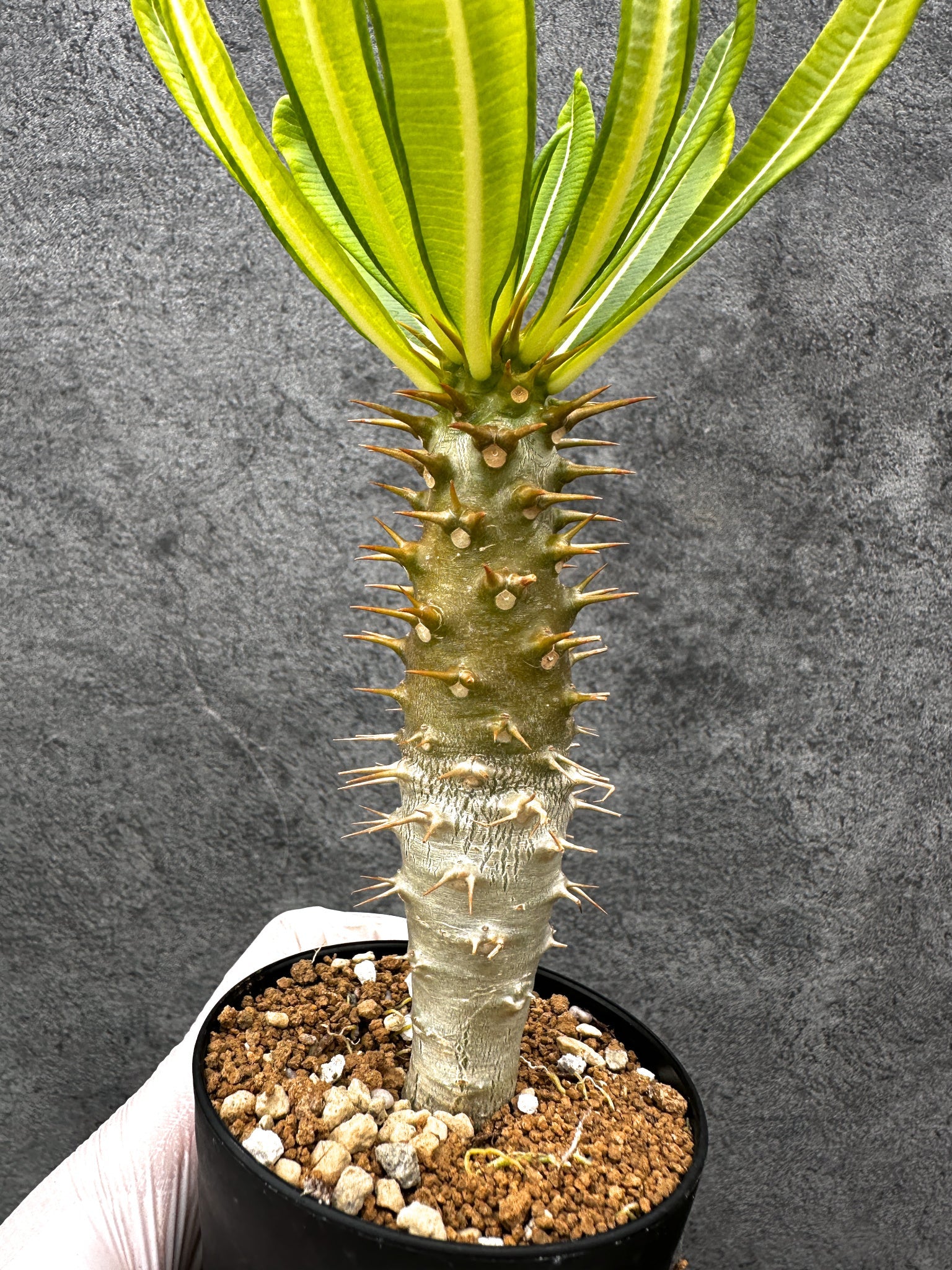 パキポディウム・アンボンゲンセ 実生【C55】 Pachypodium ambongense