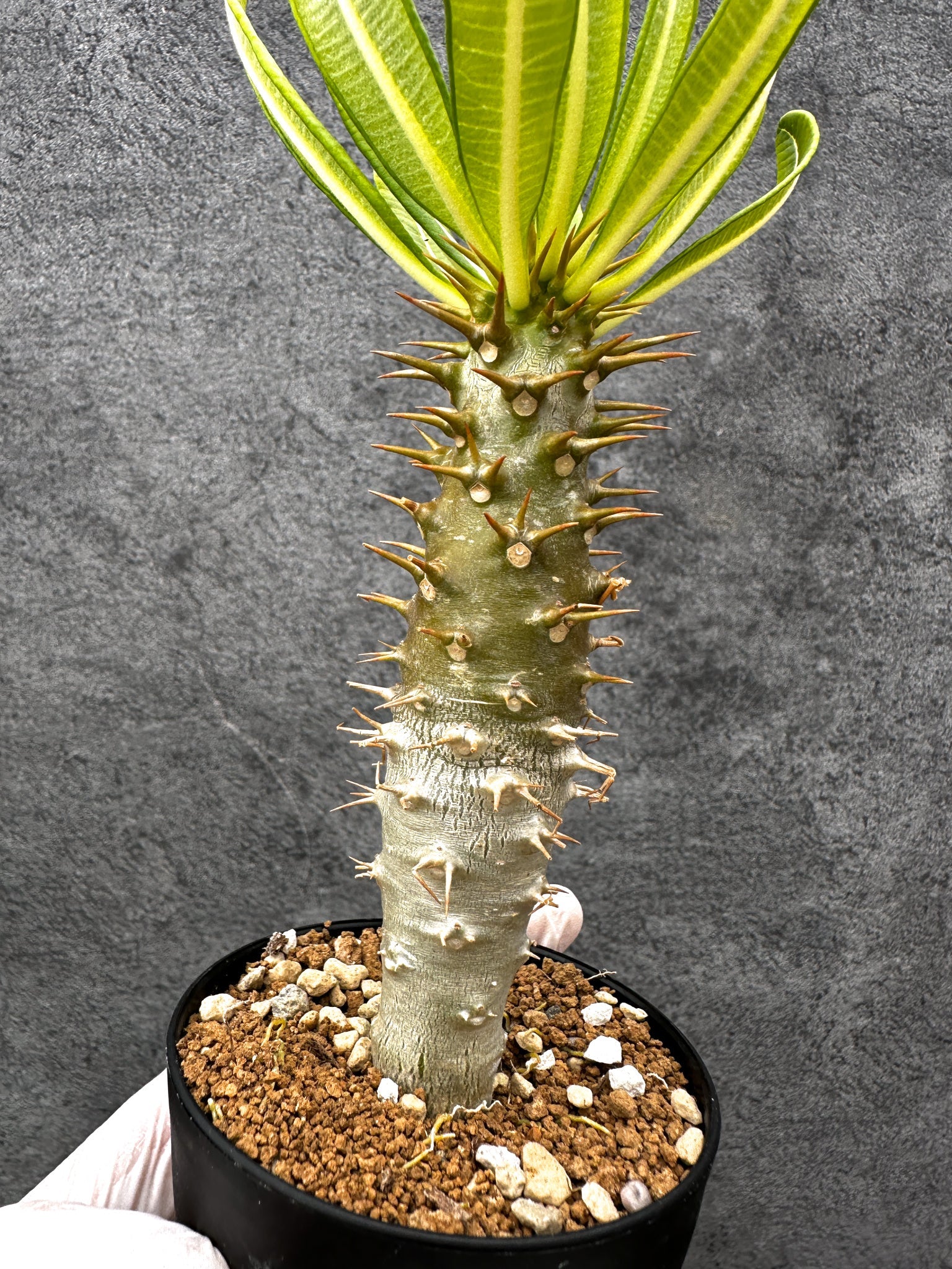 ⑥実生 パキポディウム アンボンゲンセ パキポディウム・アンボンゲンセ 実生【C55】 Pachypodium ambongense