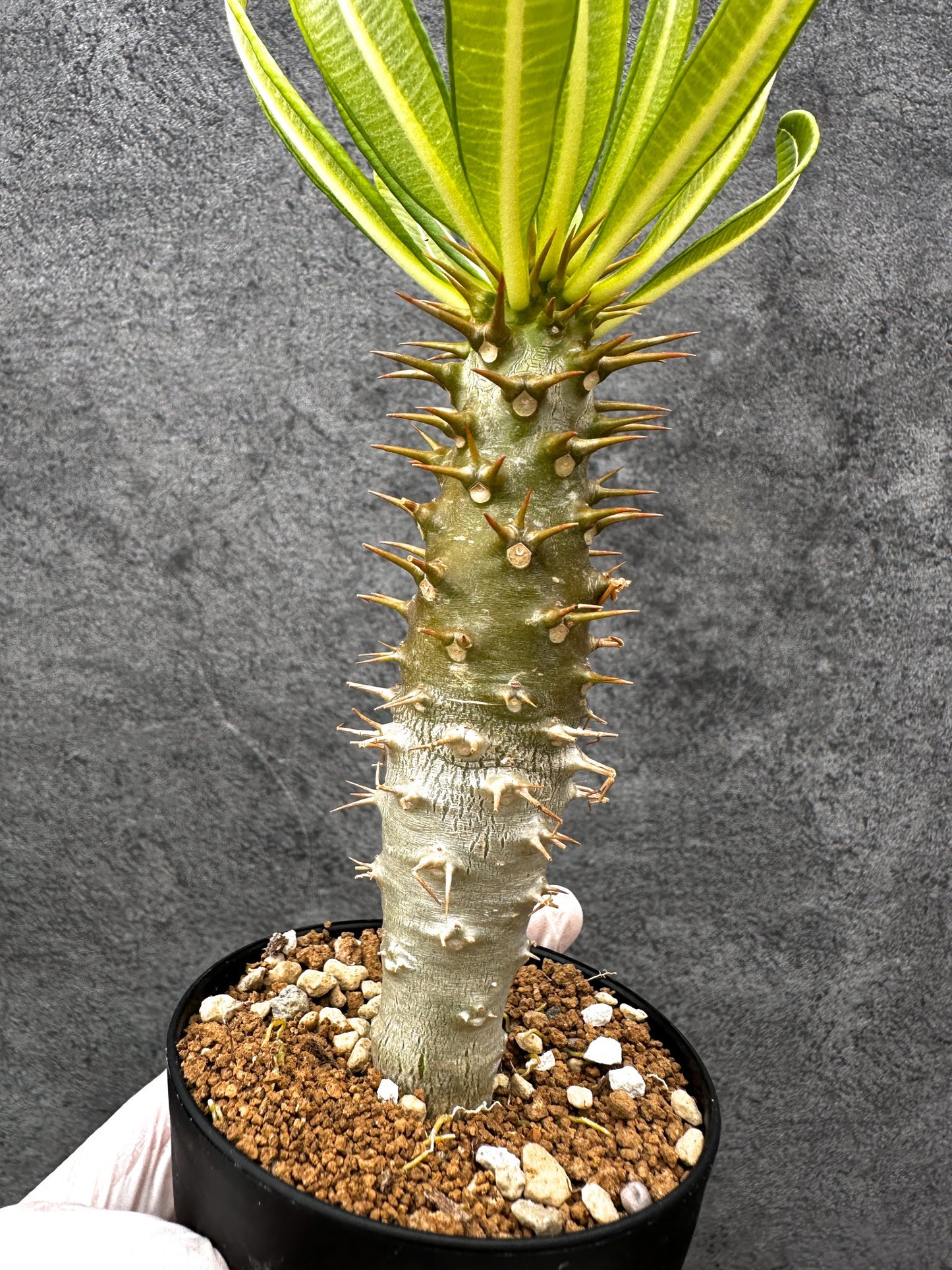 【現品限り】パキポディウム・アンボンゲンセ 実生【C55】 Pachypodium ambongense