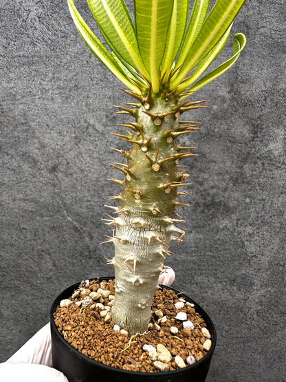 【現品限り】パキポディウム・アンボンゲンセ 実生【C55】 Pachypodium ambongense