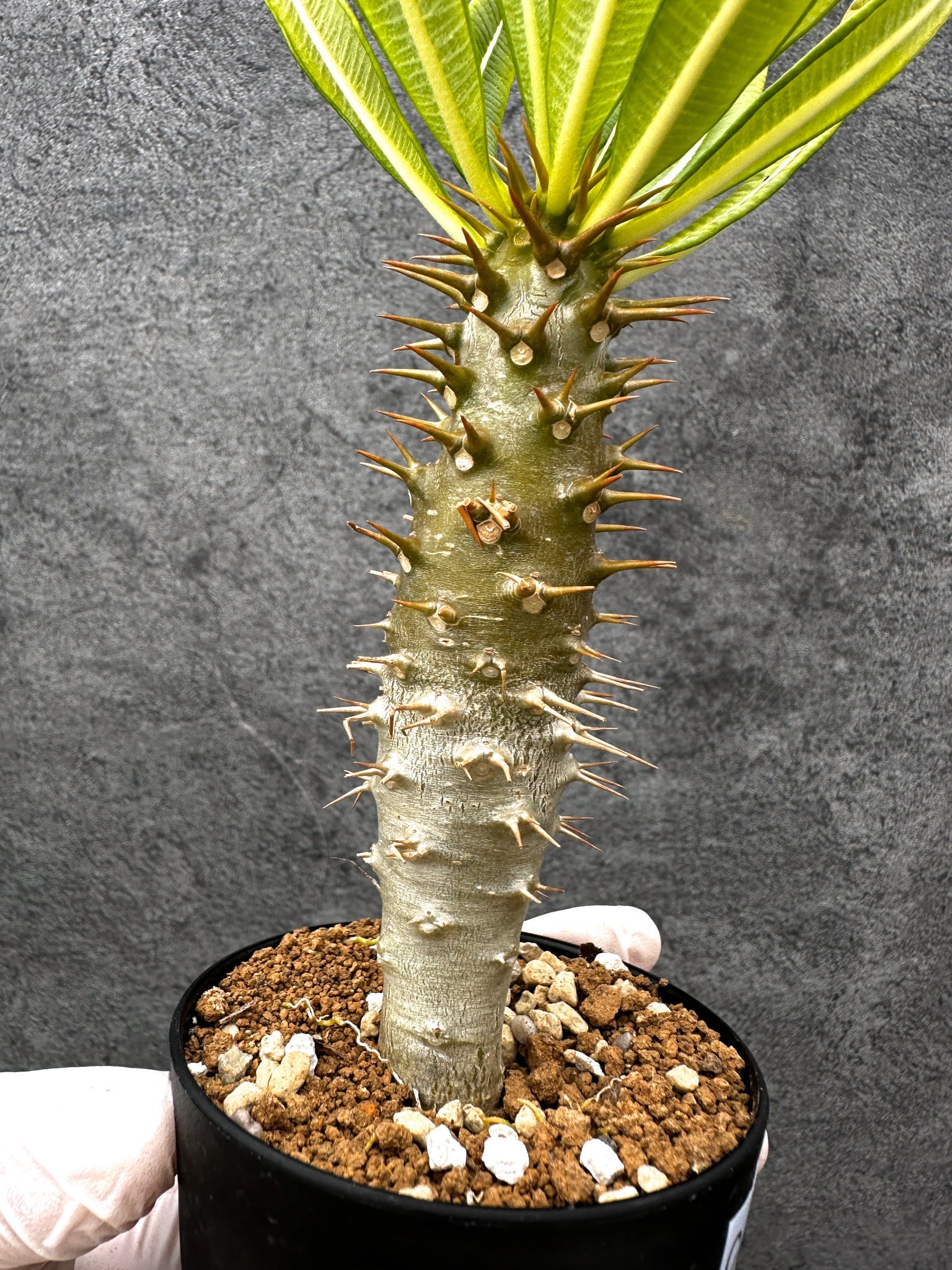 パキポディウム・アンボンゲンセ 実生【C55】 Pachypodium ambongense