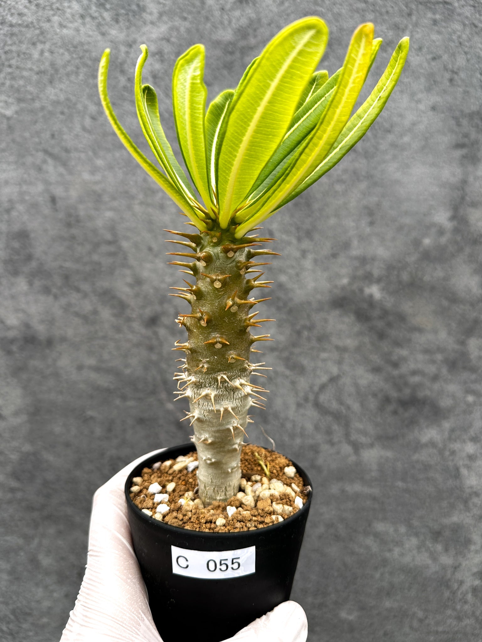 パキポディウム(Pachypodium)の種子・植物 通販サイト – プラント