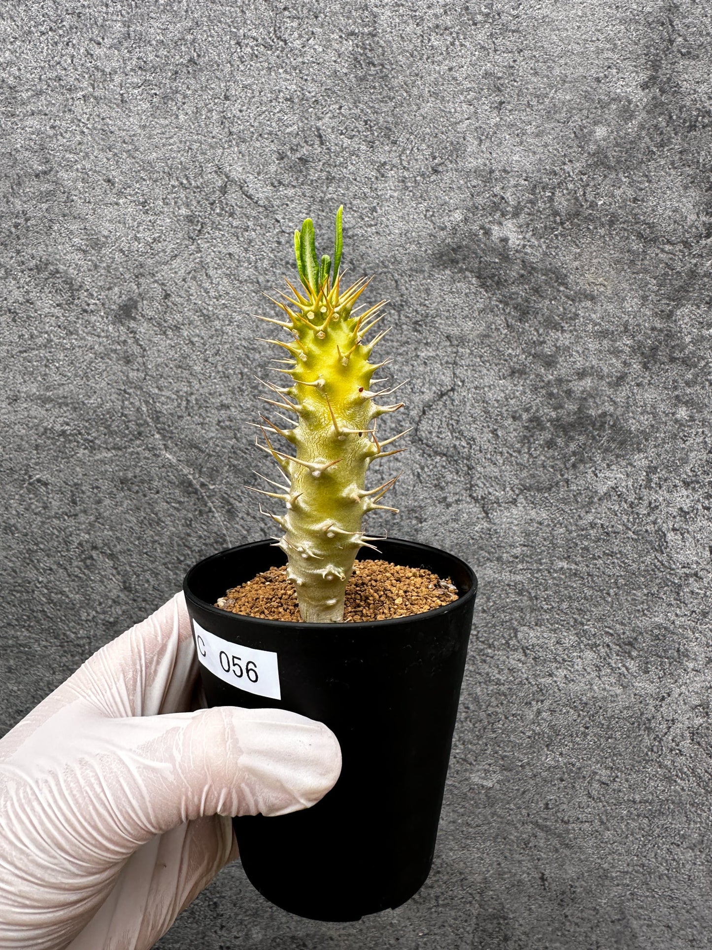 【現品限り】パキポディウム・アンボンゲンセ 実生【C56】 Pachypodium ambongense