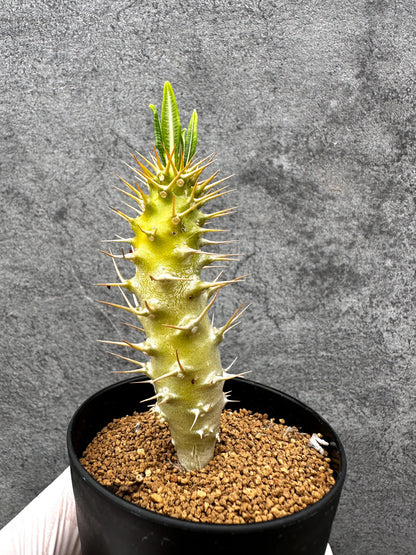 【現品限り】パキポディウム・アンボンゲンセ 実生【C56】 Pachypodium ambongense