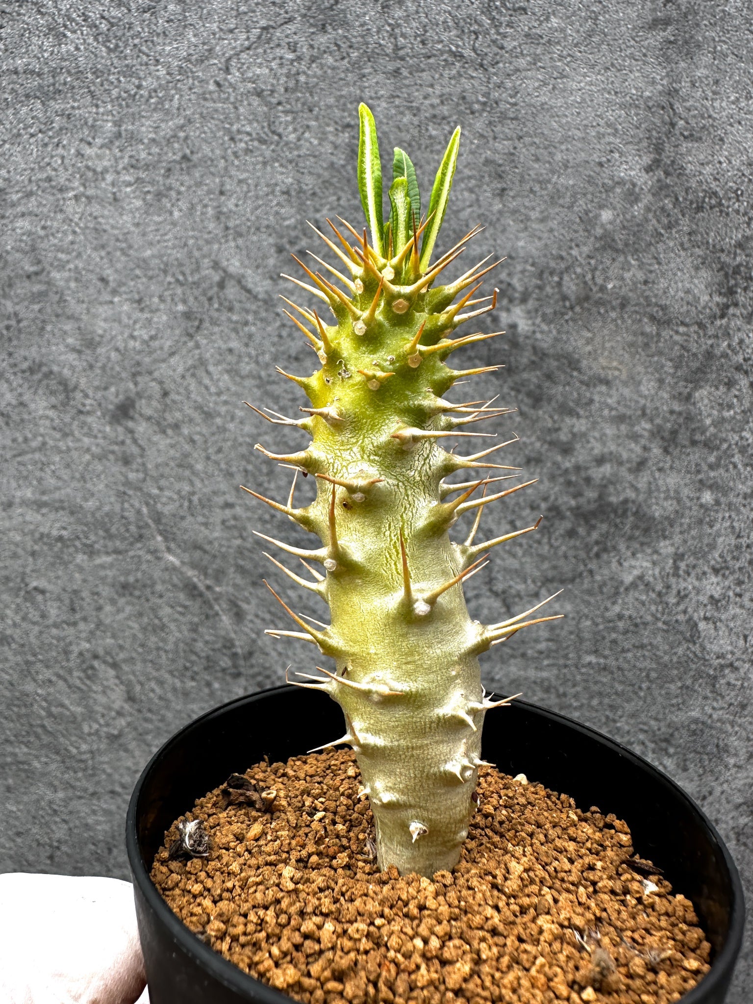 パキポディウム・アンボンゲンセ 実生【C56】 Pachypodium ambongense