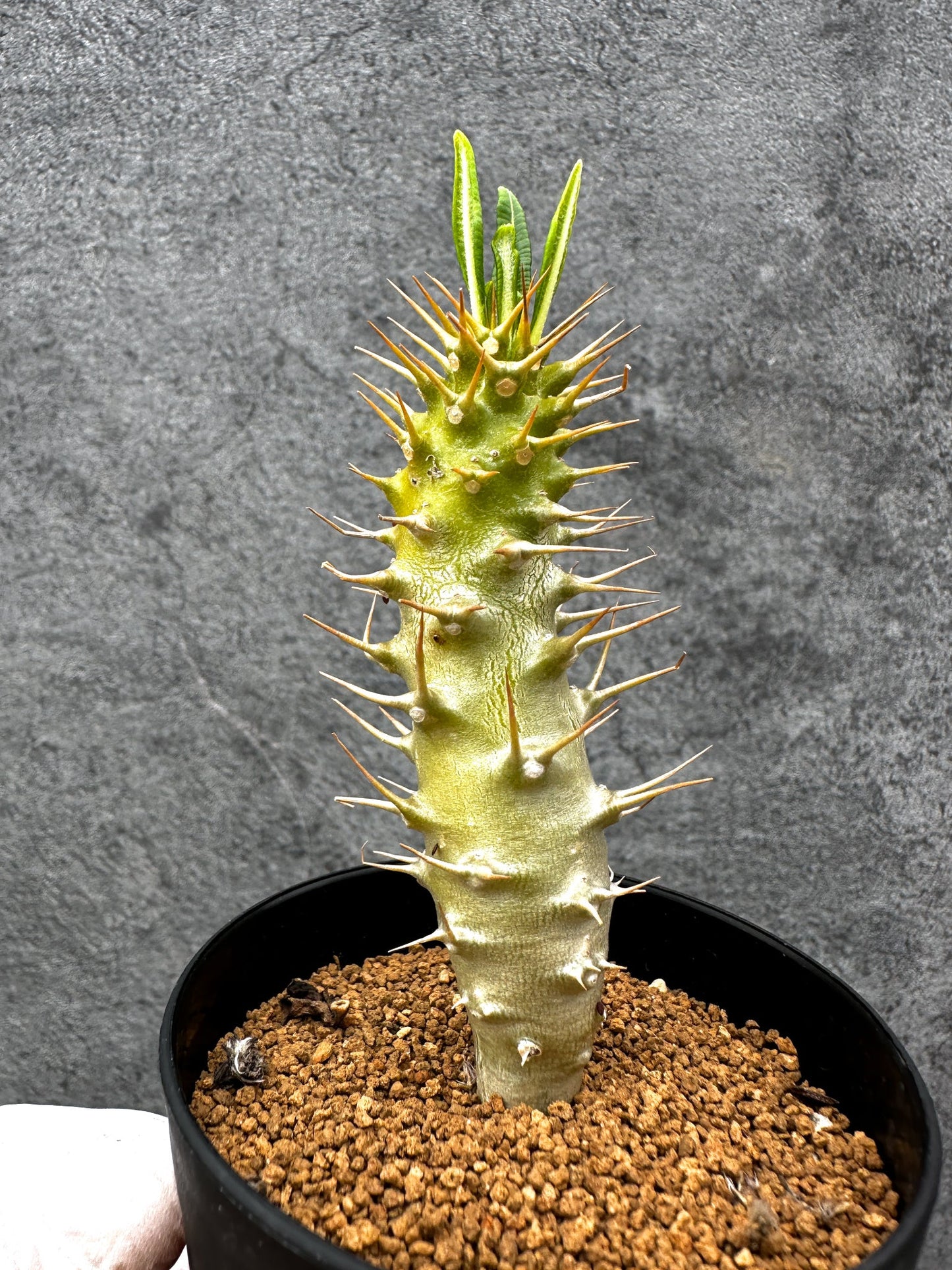 【現品限り】パキポディウム・アンボンゲンセ 実生【C56】 Pachypodium ambongense