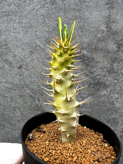 【現品限り】パキポディウム・アンボンゲンセ 実生【C56】 Pachypodium ambongense