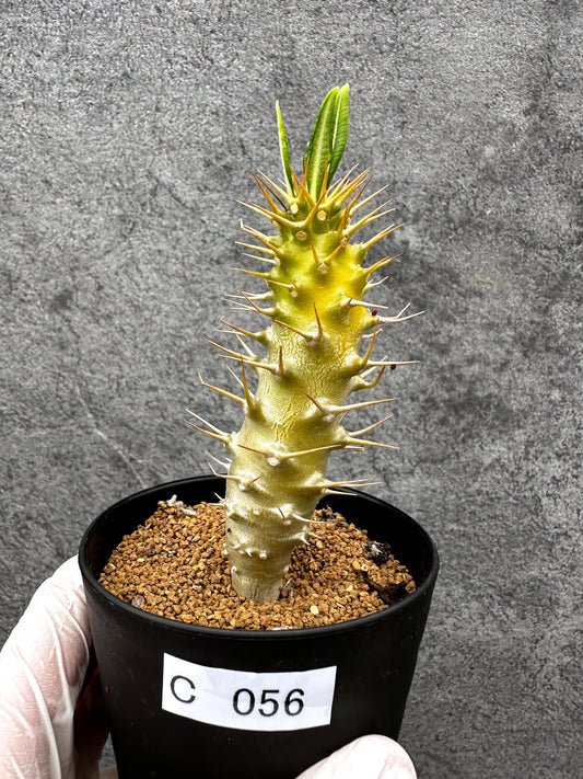 【現品限り】パキポディウム・アンボンゲンセ 実生【C56】 Pachypodium ambongense