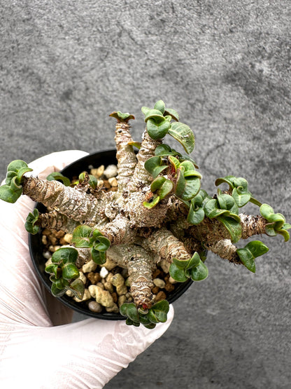 【現品限り】アデニウム・獅子葉 葉巻き 実生【C57】 Adenium DHA