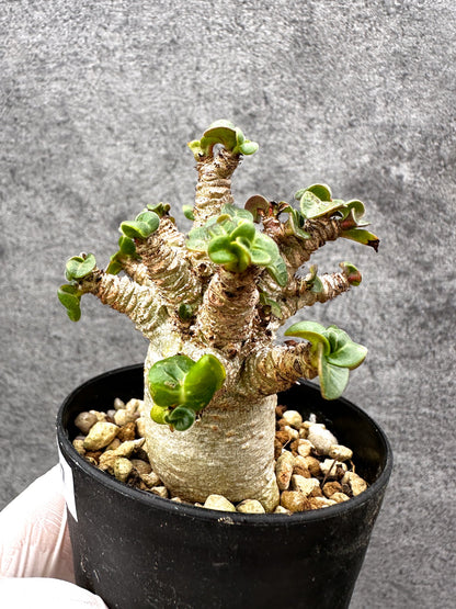 【現品限り】アデニウム・獅子葉 葉巻き 実生【C57】 Adenium DHA