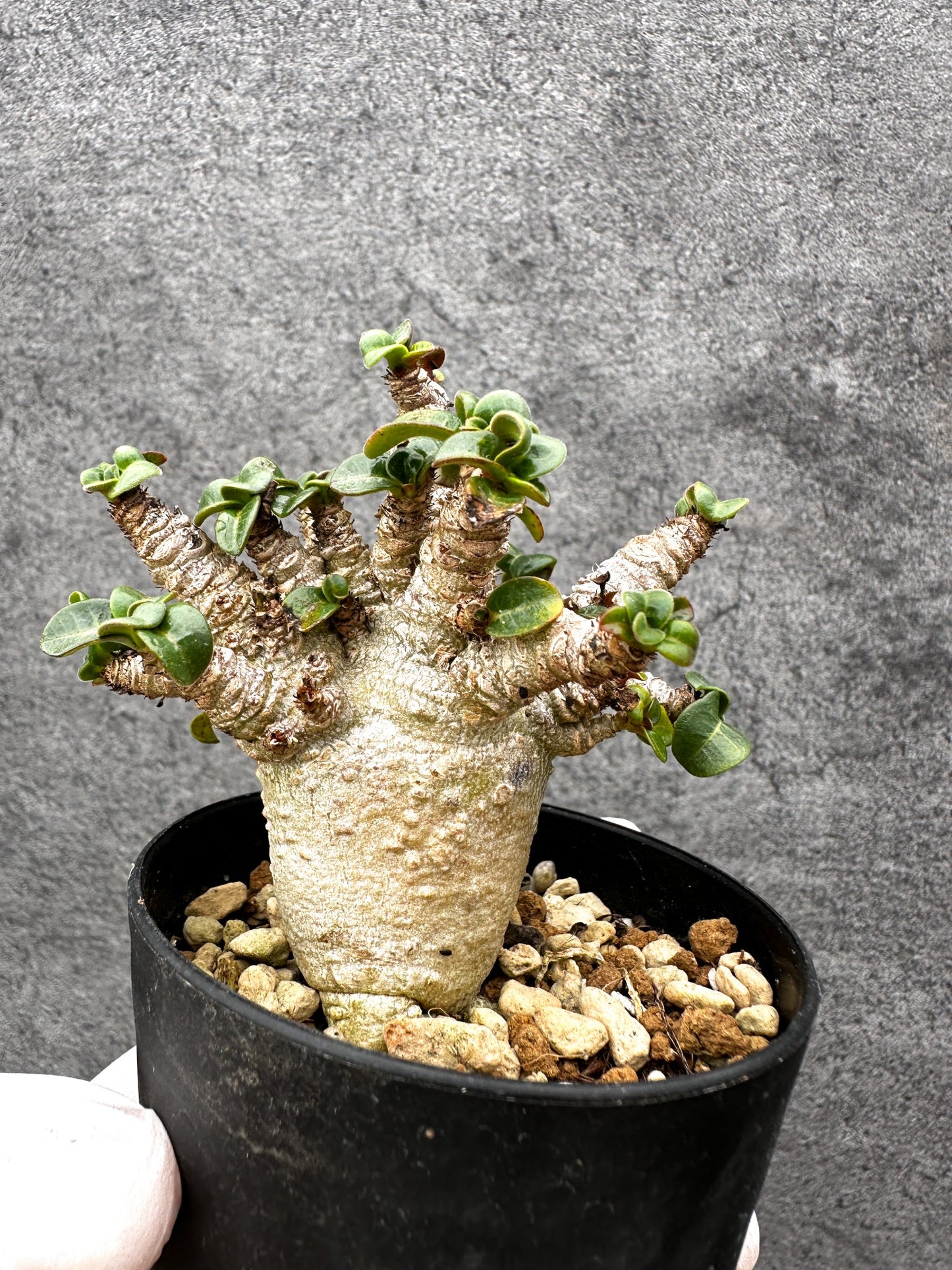 【現品限り】アデニウム・獅子葉 葉巻き 実生【C57】 Adenium DHA