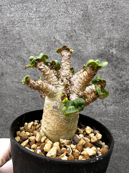 【現品限り】アデニウム・獅子葉 葉巻き 実生【C57】 Adenium DHA