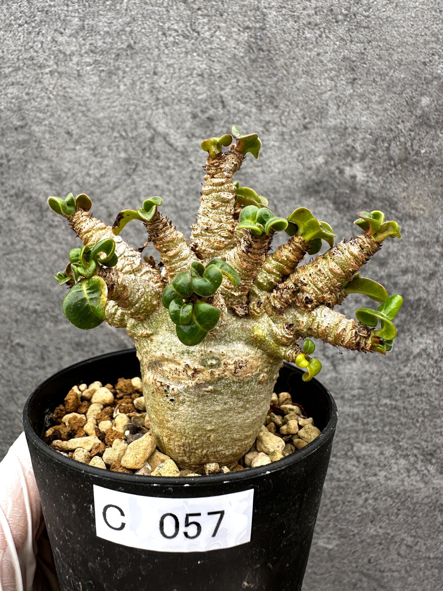 【現品限り】アデニウム・獅子葉 葉巻き 実生【C57】 Adenium DHA