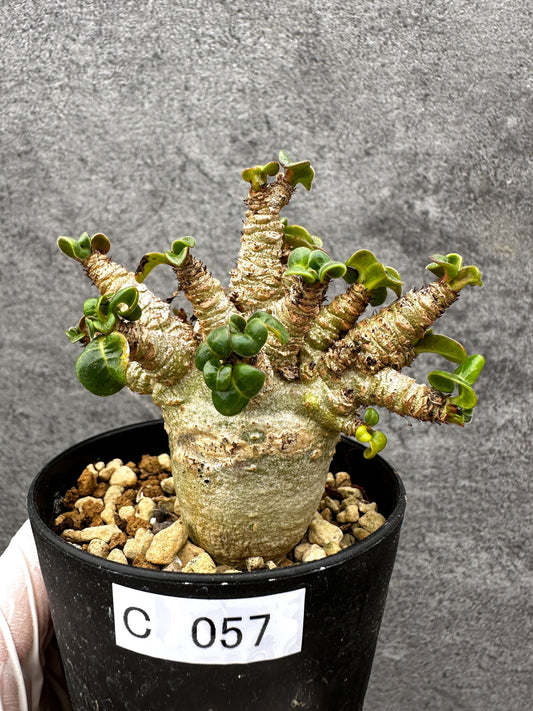 【現品限り】アデニウム・獅子葉 葉巻き 実生【C57】 Adenium DHA