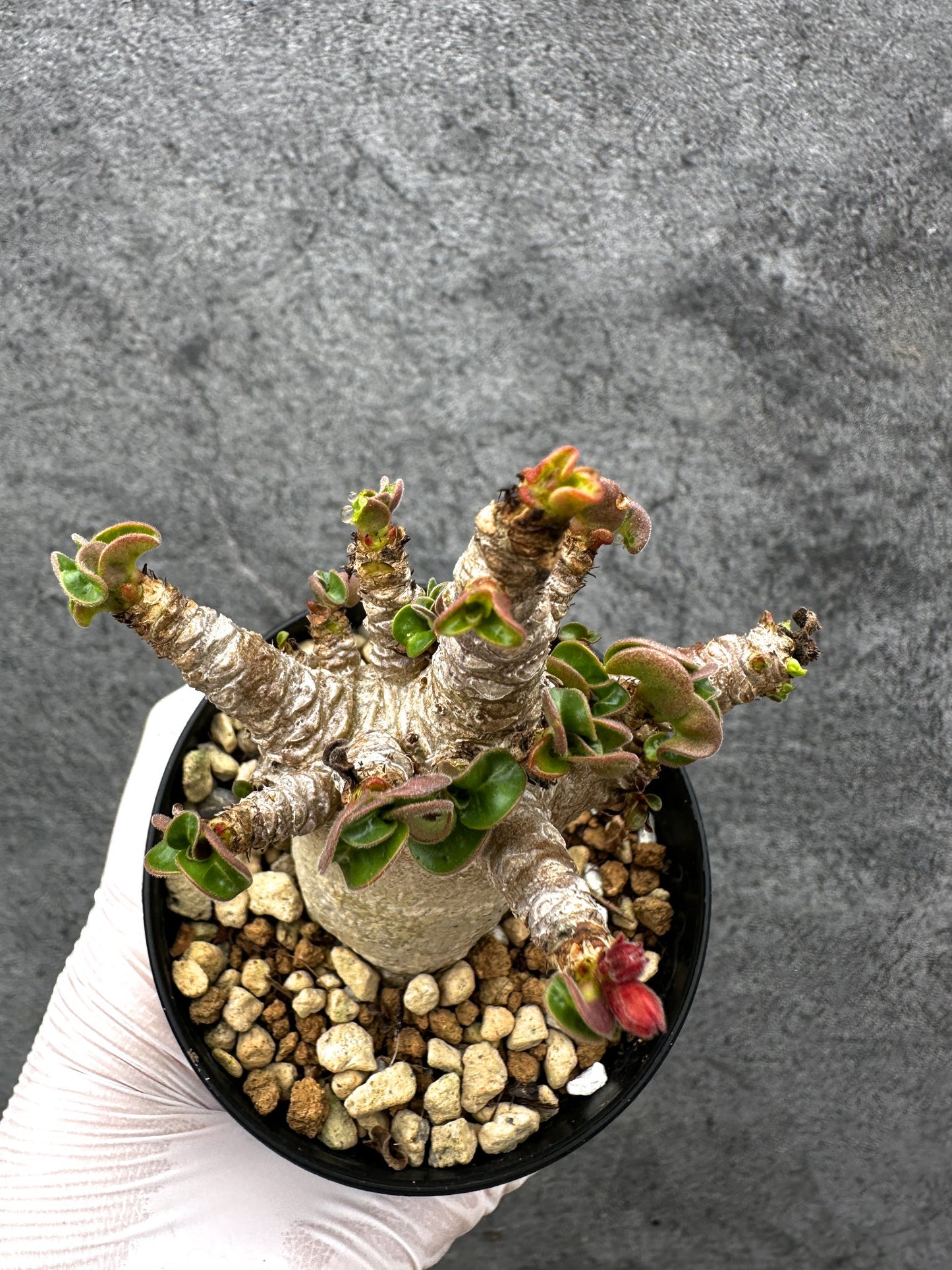 【現品限り】アデニウム・獅子葉 葉巻き 実生【C58】 Adenium DHA