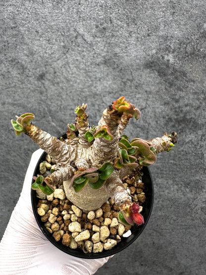 【現品限り】アデニウム・獅子葉 葉巻き 実生【C58】 Adenium DHA