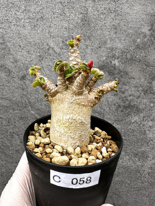【現品限り】アデニウム・獅子葉 葉巻き 実生【C58】 Adenium DHA