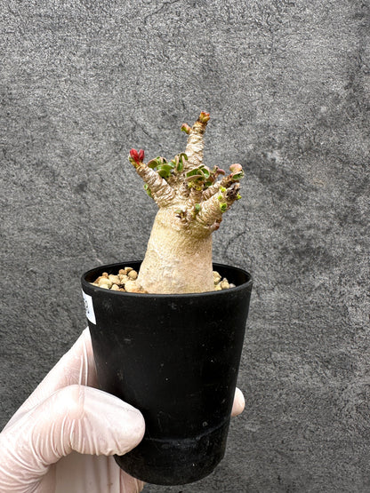【現品限り】アデニウム・獅子葉 葉巻き 実生【C58】 Adenium DHA