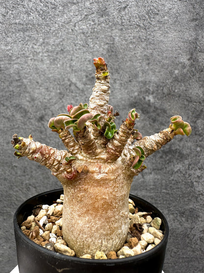 【現品限り】アデニウム・獅子葉 葉巻き 実生【C58】 Adenium DHA