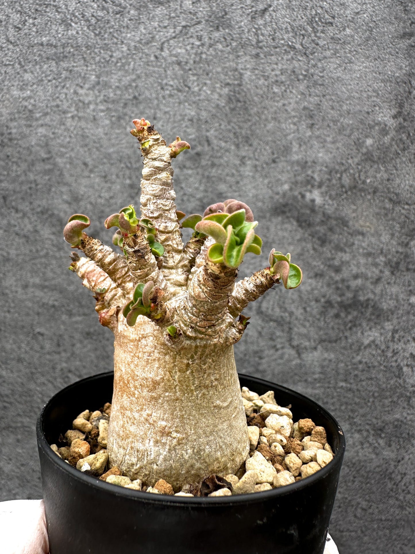 【現品限り】アデニウム・獅子葉 葉巻き 実生【C58】 Adenium DHA