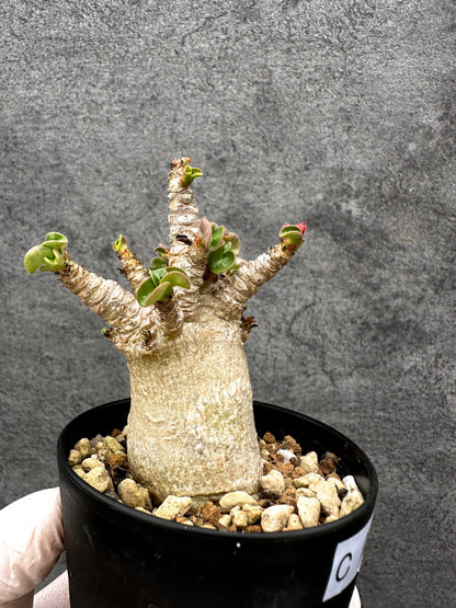【現品限り】アデニウム・獅子葉 葉巻き 実生【C58】 Adenium DHA