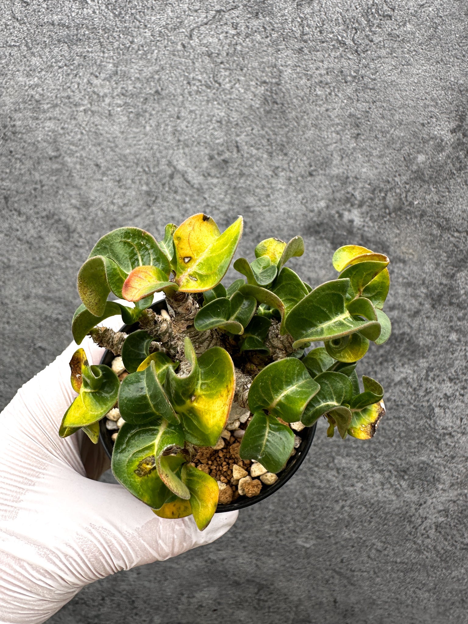 アデニウム・獅子葉 葉巻き 実生【C59】 Adenium DHA 塊根植物