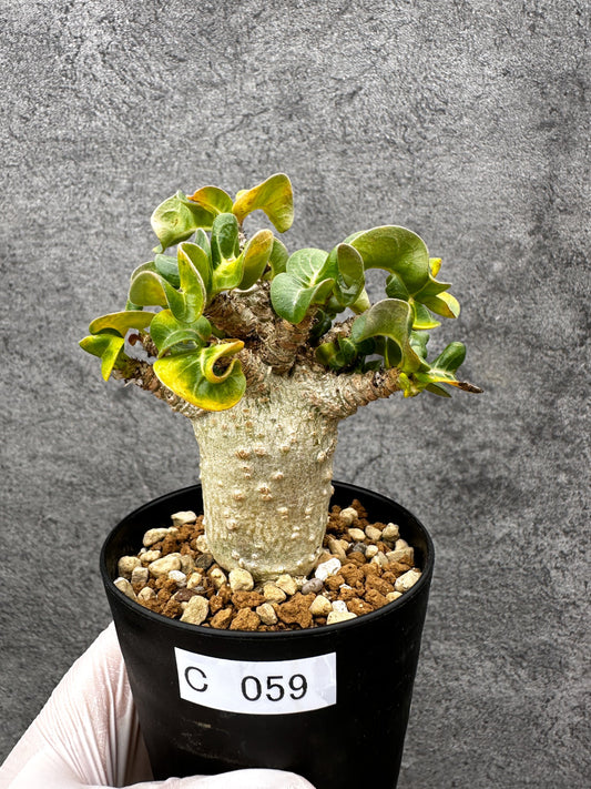 【現品限り】アデニウム・獅子葉 葉巻き 実生【C59】 Adenium DHA