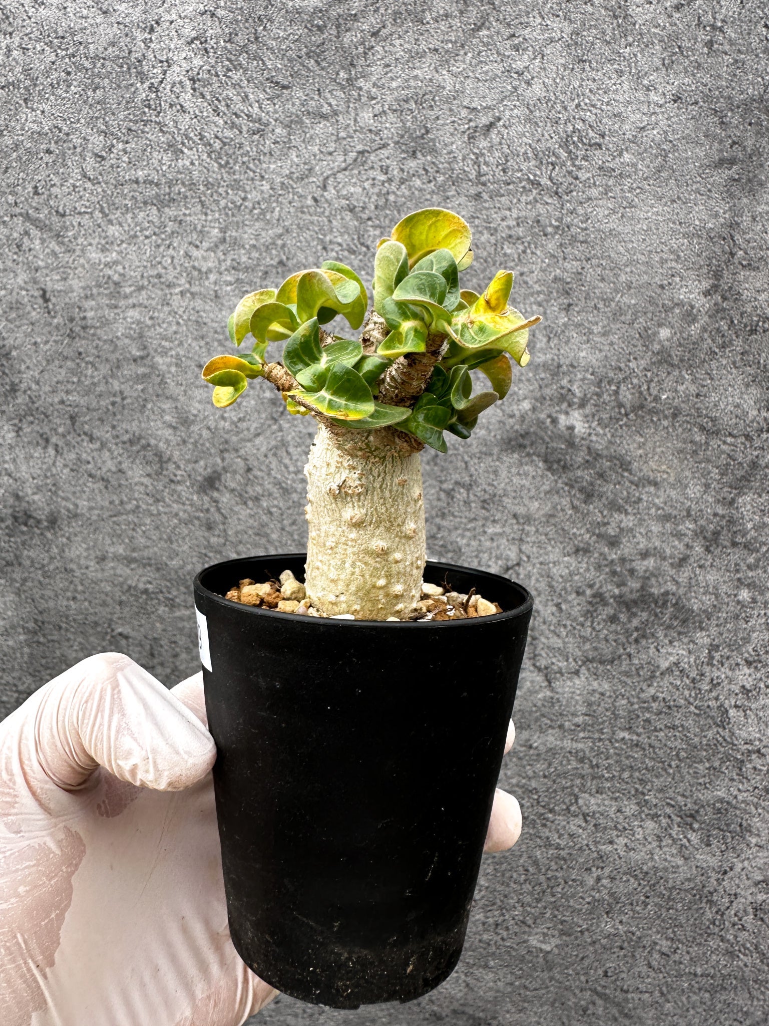 アデニウム・獅子葉 葉巻き 実生【C59】 Adenium DHA 塊根植物