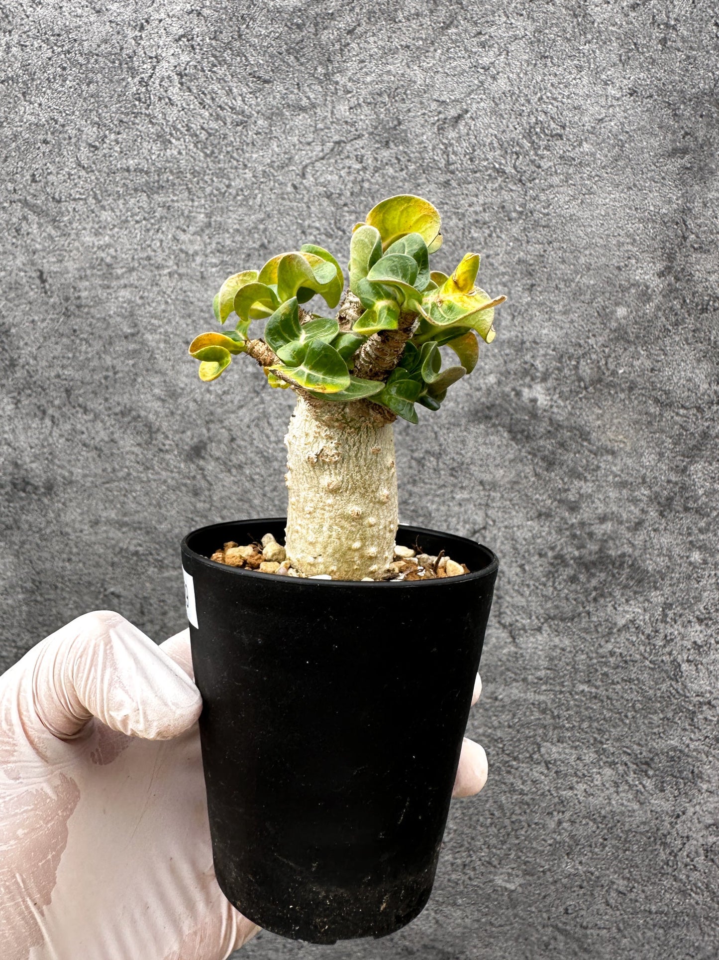 【現品限り】アデニウム・獅子葉 葉巻き 実生【C59】 Adenium DHA