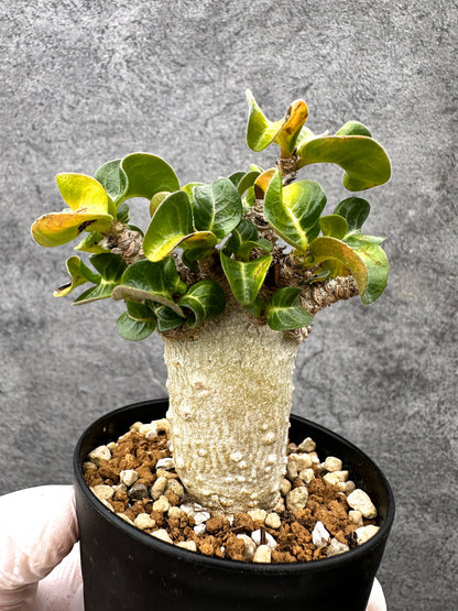 【現品限り】アデニウム・獅子葉 葉巻き 実生【C59】 Adenium DHA